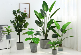 選擇綠植租擺為何比買綠植合適呢？