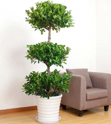 綠植租賃能為消費者帶來哪些服務？